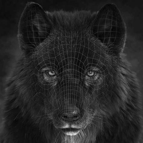 Artstation Black Wolf Head Massimo Righi Black Wolf Wolf Head Wolf