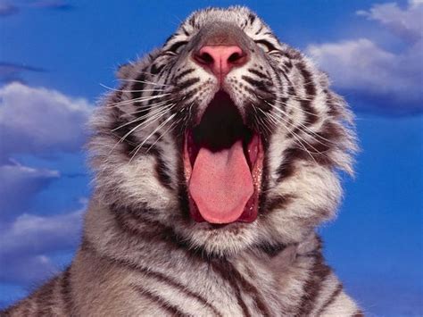 We did not find results for: 112 best images about Animals sticking their tongues out ...