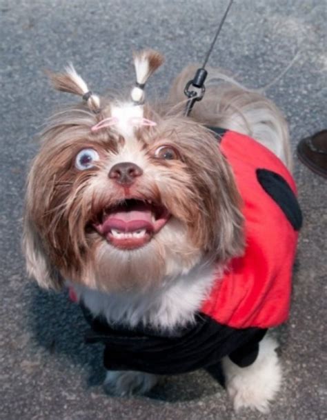 Ten Dogs Who Have The Craziest Eyes You Will Ever See