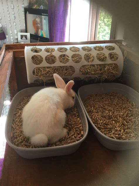 Rabbit Litter Tray And Hay Feeder Diy Ikea Pet Bunny Rabbits Indoor