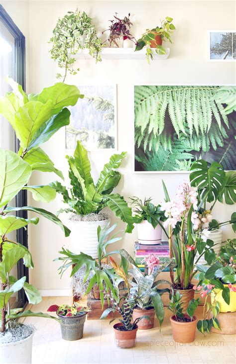 Most Beautiful Indoor Plants Easy Care Tips A Piece Of
