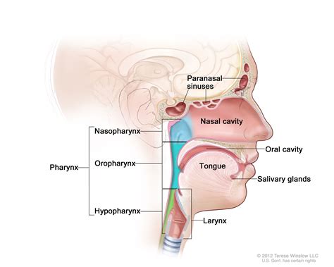 Head And Neck Cancer—patient Version National Cancer Institute