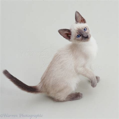 Blue Point Siamese Kitten Photo Wp19070