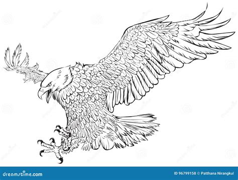Bald Eagle Swoop Hand Draw Monochrome On White Background Vector