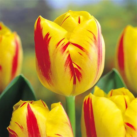 Buy Tulip Bulbs Holland Beauty Triumph 5 Bulbs Pack At Our