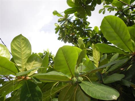 Sahabat, silakan perhatikan gambar daun amplas di bawah ini. piekybettahouse: Daun ketapang kering atau Almond leaf