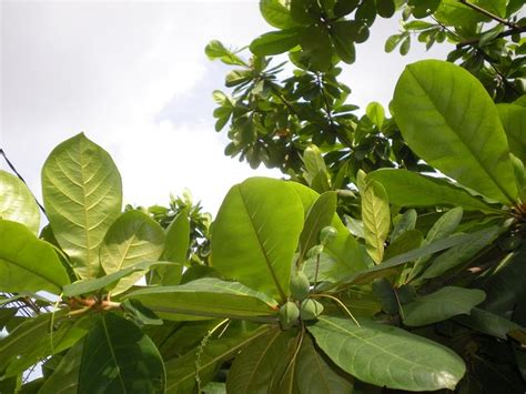 Oleh sebab itulah, ikan laga akan menjadi aktif apabila daun ketapang kering dimasukkan di dalam air. piekybettahouse: Daun ketapang kering atau Almond leaf