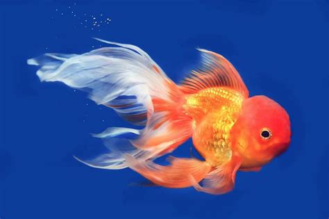 Goldfish Types And Colors