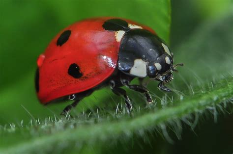 Galerie De Macrophotographie De Coccinelles Photo Nature Et Macro