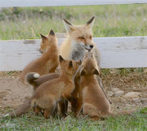 Red Fox And Her Kits Focusing On Wildlife