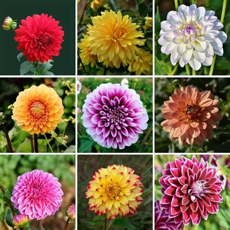 Mixed Dahlia Seeds Figaro Mix Flower Seeds094 Rooted Retreat