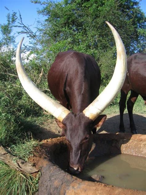 40 Hilarious Pictures Of African Animals With Horns