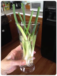 You may want to start a couple at once since it's impossible to tell ahead of time which ones will succeed. Regrowing Scallions from the store! | Growing, Scallion ...
