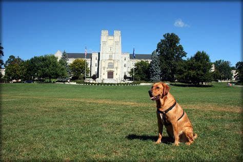 Macho Is The Real Big Dog On Campus Submitted By Adam Soccolich