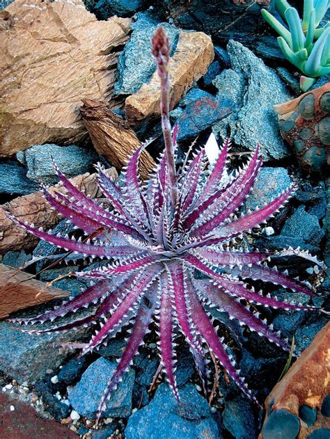 Best 25 Purple Succulents Ideas On Pinterest Colorful Succulents
