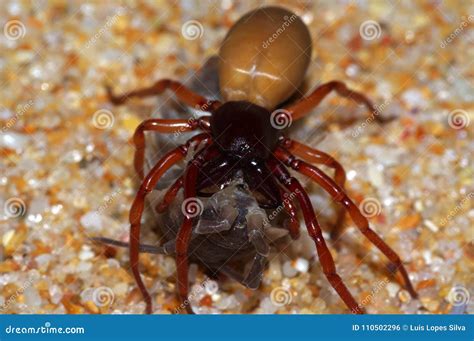 Spider Preying On Pill Bug Stock Photo Image Of Pillbug 110502296