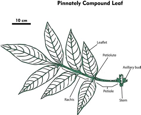 What Are The Differences Between A Pinnately Compound Leaves And A