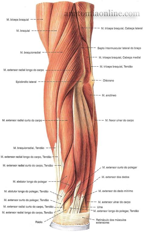 5 9 Superior12 Anatomia dos músculos humano Músculos do corpo humano
