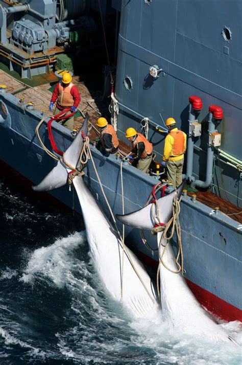 Outrage But No Surprise As Japan Returns To Hunting Whales