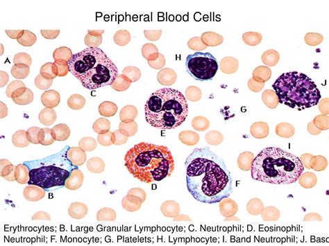 Ppt Normal Red Blood Cells Peripheral Blood Smear