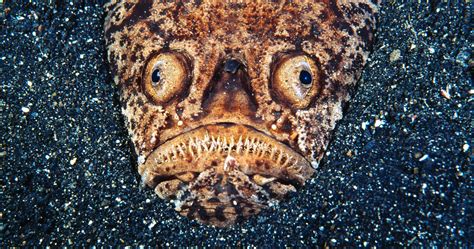 Absurd Creature Of The Week The Voracious Fish That Looks Like A Pug