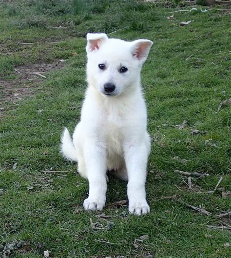 All White German Shepherd Puppies For Sale Petsidi