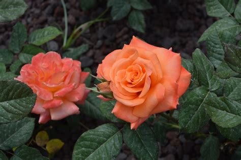 Fiori rosa fiori esotici rose gialle rose meravigliose coltivare i fiori fiori colorati fioristi piante da fiore. 10 fiori più belli - Esperienziando Vitae