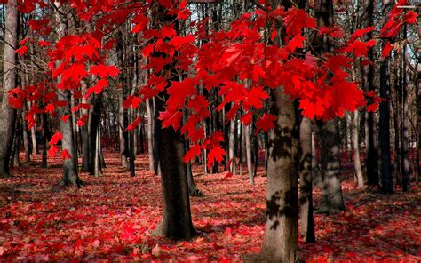 Autumn Maple Forest Wallpapers Wallpaper Cave