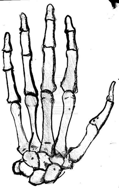 Hand Bones Skeleton Drawing