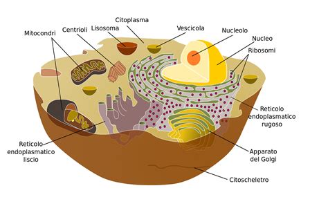 Eucariotele Enciclopedia Naturii