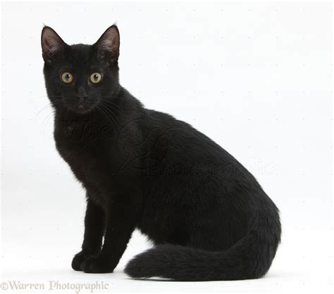 Black Cat Photo Wp20705