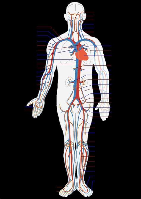 The main kinds of blood vessels are arteries, veins and tiny capillaries. shows blood Labeled Vessels Of The Body vessels are ...