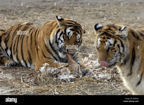 Siberia Tigers Eats An Alive Chicken In Siberia Tiger Park In Harbin