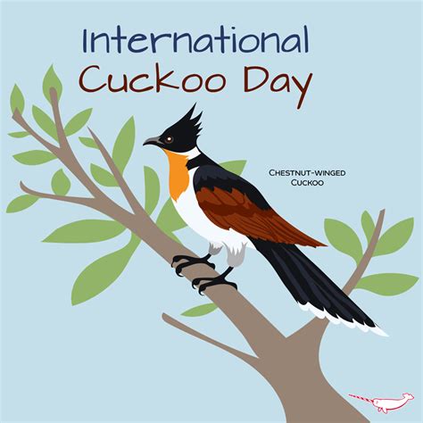 April 20 Is International Cuckoo Day Animals Information Animals Fauna