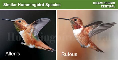 Rufous Hummingbird Identification Characteristics Coloration Size Breeding Range Photographs