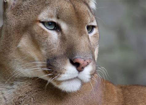 Puma O Puma Concolor 🥇 Extinción Animal 2022