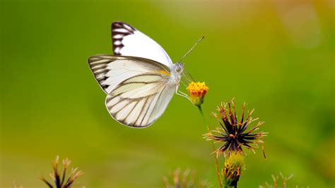 White Butterfly Wallpaper 4k 8k Hd Wallpaper Background