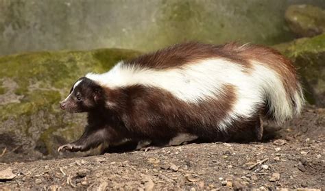 Can Baby Skunks Spray Learn About These Stinkingly Cute Critters Kidadl