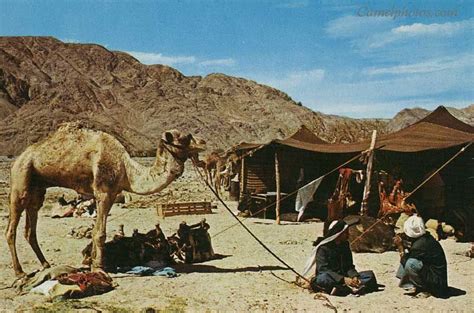 What were the arabic camel nomads referred to as? Life stlye of a Nomad not living in just one spot and ...