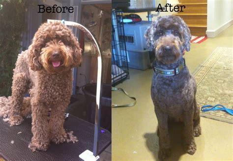 8.1 how to brush your labradoodle. labradoodle before and after | Yelp