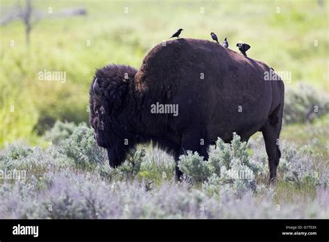 American Bison Bison Bison Male With Birds On Back Yellowstone National