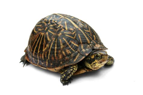 The only problem with python enclosure is that store owners can't keep them in stock! Box turtle - Wikipedia
