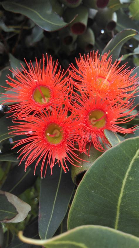 Mass planting, rockeries, flower gardens, specimen plant. Beautiful Australian flowering gum | Beautiful blooms ...