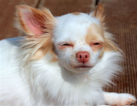 Do Chihuahuas Have Pink Noses