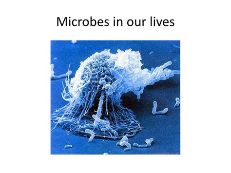 Ppt Fundamentals Of Microbiology Powerpoint Presentation Free