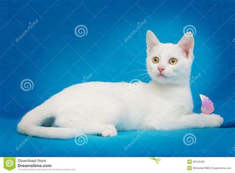 Beautiful White Kitten With Yellow Eyes Stock Photo