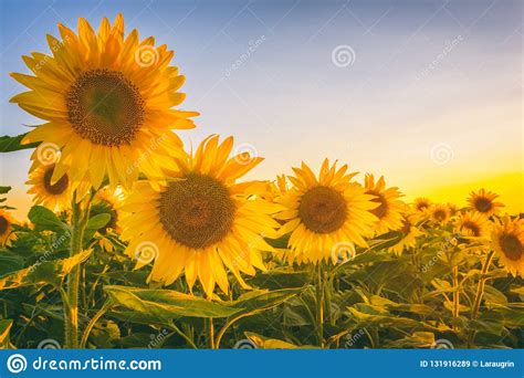 Beautiful Sunflower Field With Lovely Yellow Flowers In