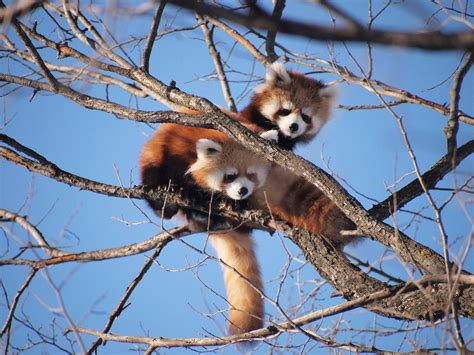 Red Panda In India Where To Find Characteristics Conservation Status