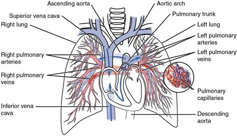 11 видео250 просмотровобновлен 31 мар. Heart Blood Vessels Diagram Anatomy | MedicineBTG.com