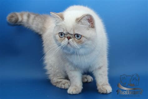 Exotic Shorthair Cat Blue Cream Lynx Point Кошки